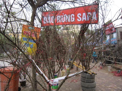Theo các chủ bán đào rừng thì hầu hết các gốc, cành đào rừng đều được nhập từ Sapa và Sơn La.